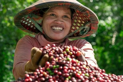 Giá cà phê trên đỉnh cao lịch sử, nông dân thu tiền tỷ, tậu ô tô