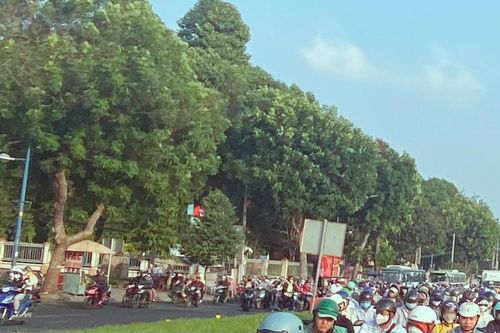 TP.HCM sắp di dời, đốn hạ hơn 450 cây xanh để làm metro số 2