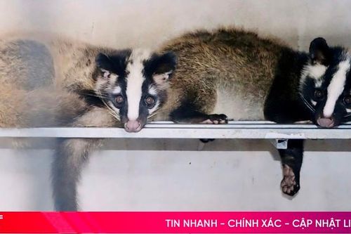 Thăm trại nuôi chồn hương tiền tỷ ở huyện miền núi Vũ Quang
