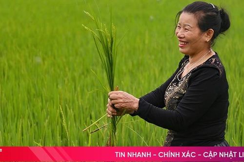 Mùa lúa đơm bông