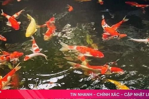Nuôi cá Koi Nhật Bản, thanh niên ở Hương Sơn thu nhập khá