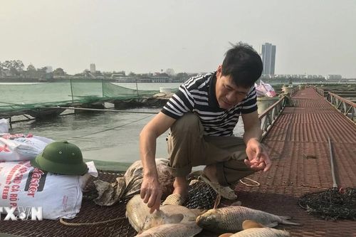 Cá nuôi lồng bè bị chết ở Hải Dương: Hướng dẫn xử lý, giảm thiểu thiệt hại