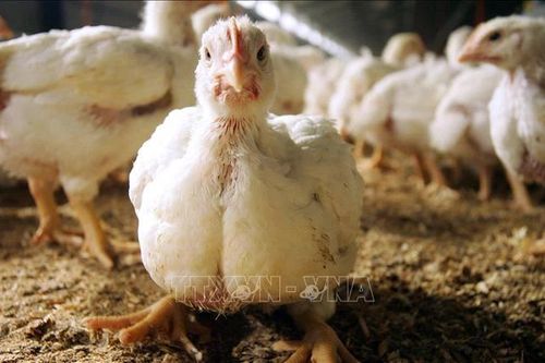 WHO đặc biệt lo ngại khi xuất hiện các ca mắc cúm gia cầm ở người và động vật