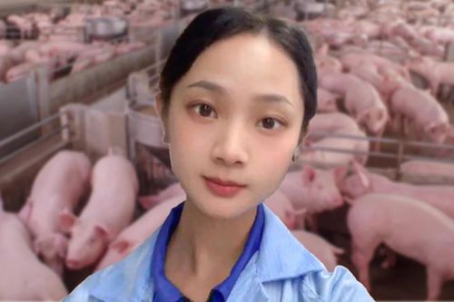 Cô gái trẻ Trung Quốc nổi tiếng sau khi bỏ việc văn phòng về nuôi lợn