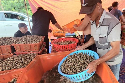 Nuôi 'con vật hiền lành', anh nông dân thu lãi đều tay 2 tỷ đồng/năm