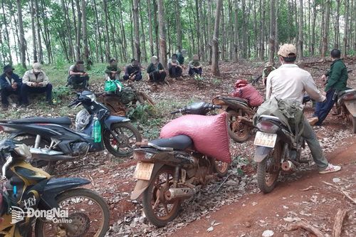 Tăng kiểm soát, ngăn tình trạng vào rừng thu hái ươi trái phép