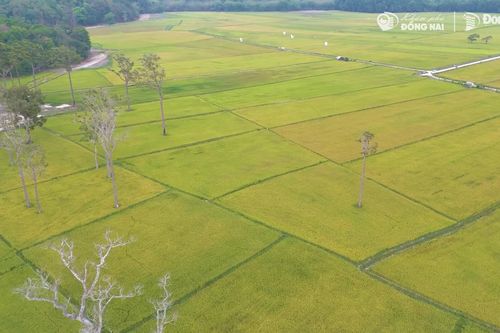 Khám phá 'Cánh đồng Châu Âu' tại Tà Lài