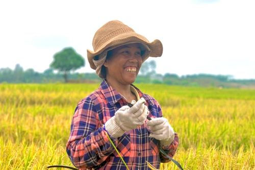 Mùa vàng trên đồng làng Ia Pết