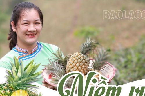 Niềm vui mùa dứa chín