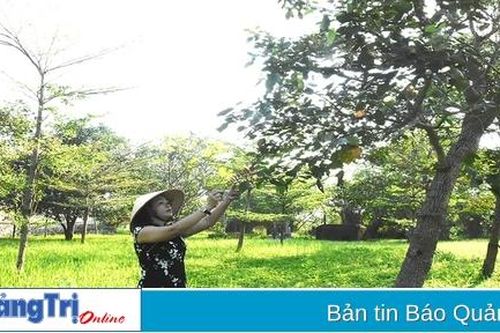 Dưới bóng xanh 'vườn cây hòa bình'