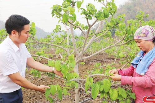 Nông dân Mai Sơn chăm sóc cây ăn quả
