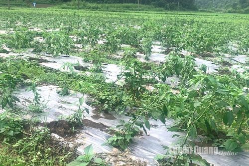 Mưa dông diện rộng gây hư hại nhiều diện tích cây màu