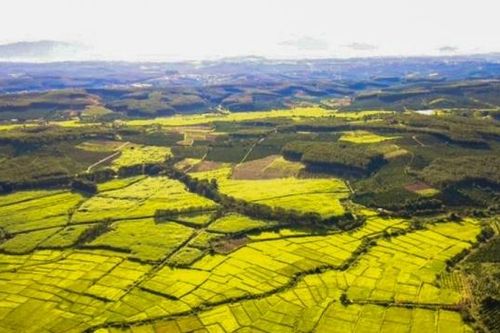 Kon Tum: Hủy gói thầu hơn 77 tỷ đồng