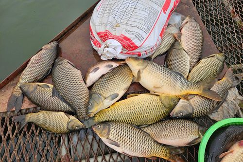 Nguyên nhân gần 1.000 tấn cá lồng chết ở Hải Dương