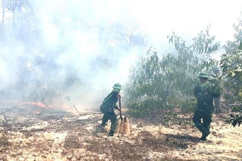 Cháy rừng Phong Điền, Thừa Thiên-Huế huy động nhiều lực lượng dập lửa