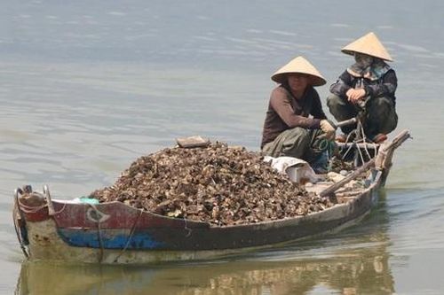 500 'triệu phú' xứ Huế nhờ nuôi con đại bổ ở tuyệt tình cốc