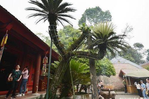 Chiêm ngưỡng 'cụ cây' vạn tuế - Báu vật xanh của Di tích lịch sử Đền Hùng