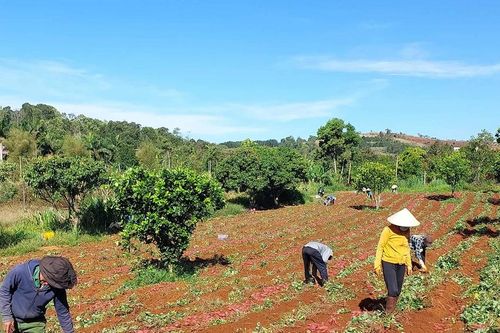 Khởi sắc liên kết sản xuất trong đồng bào dân tộc thiểu số vùng Tây Nguyên: Chưa tương xứng tiềm năng