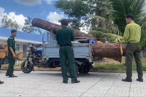 Phát hiện vụ khai thác lâm sản trái phép tại Khu bảo tồn thiên nhiên