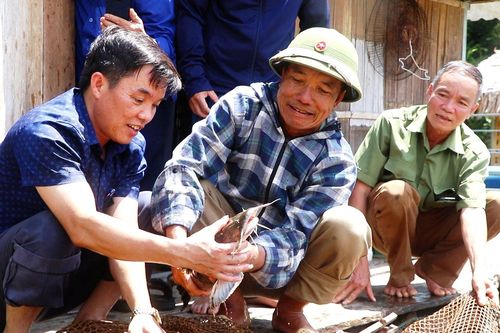 Thoát nghèo nhờ nuôi cá lồng ở lòng hồ thủy điện Trung Sơn