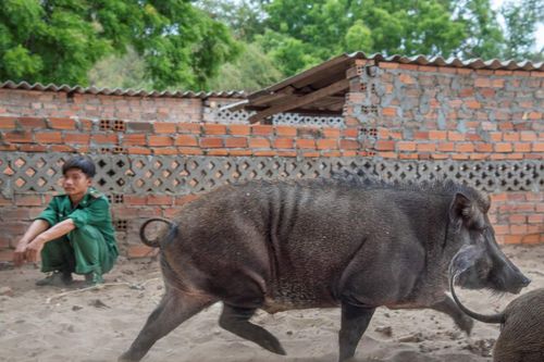 Nuôi lợn lai rừng ở đồn Biên phòng tuyến biển