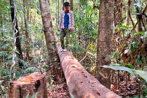Báo động khai thác tận diệt cây ươi