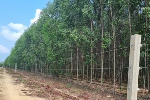 Voi rừng 'bẻ' cây làm cầu vượt thoát qua hàng rào điện