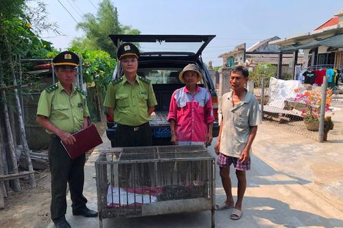 Huế: Thả cá thể trăn đất về với tự nhiên