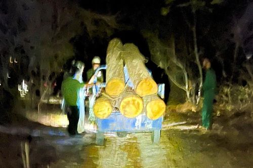 Chặt gỗ sến lúc nửa đêm, lâm tặc bỏ chạy thoát thân khi bị phát hiện