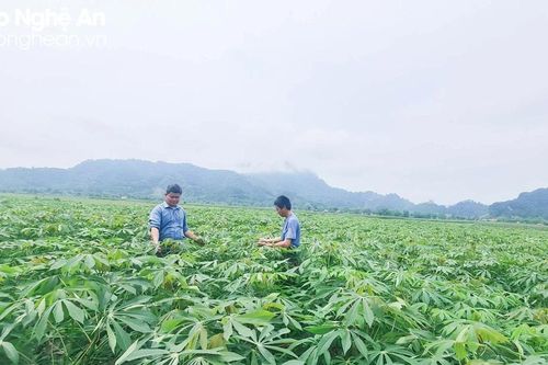 Nghệ An trồng thử nghiệm giống sắn mới kháng bệnh khảm lá