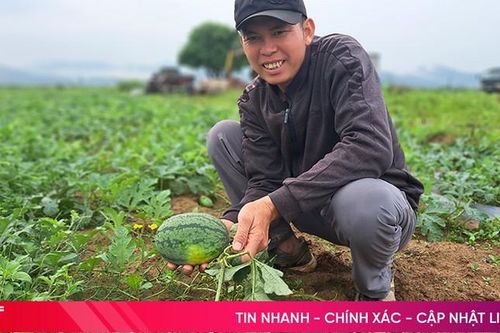 Nông dân Nghi Xuân kỳ vọng vụ dưa bội thu