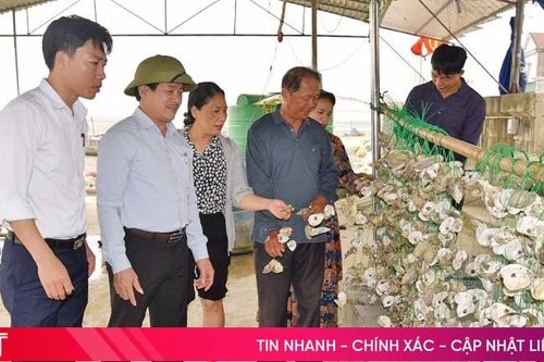 Nghề nuôi nhuyễn thể ở Hà Tĩnh: Đến lúc 'xốc lại'!