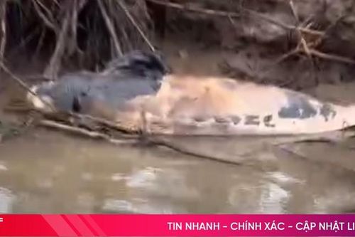 Xác cá voi dài 1,2m, nặng hơn 30 kg dạt vào bờ sông Lam