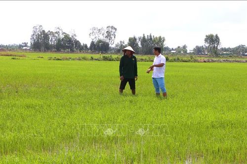 Nhiều giải pháp hạn chế rủi ro vụ lúa Hè Thu