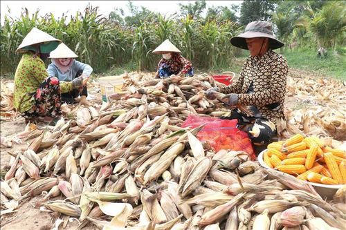 Ngô giống cho lợi nhuận từ 70 - 80 triệu đồng/ha