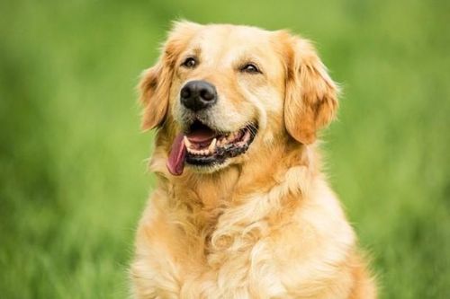 Người xưa nói' '6 con vật là đệ tử Thần Tài, đến nhà ai nhà đó giàu tiền tiêu không hết', đừng đuổi đi