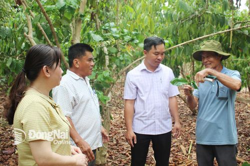 'Chung thủy' với cây cà phê
