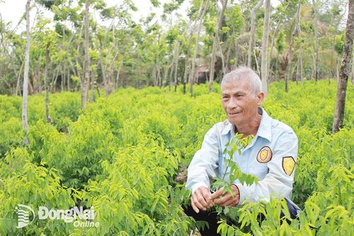 Trồng rau ngót trong rừng gỗ sưa