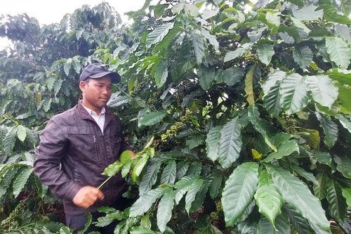 Sức bật từ Đề án tái cơ cấu ngành nông nghiệp ở Đak Đoa