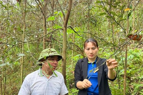Triển khai các biện pháp phòng trừ sâu bệnh hại trên cây quế
