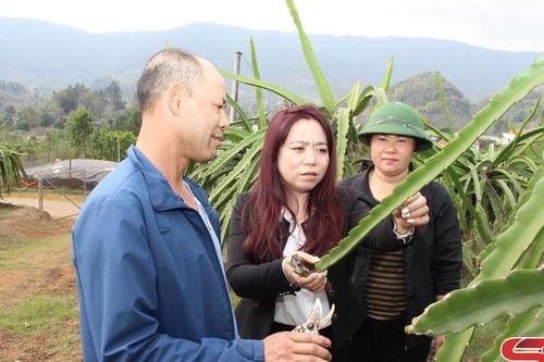 Thuận Châu phát triển cây ăn quả