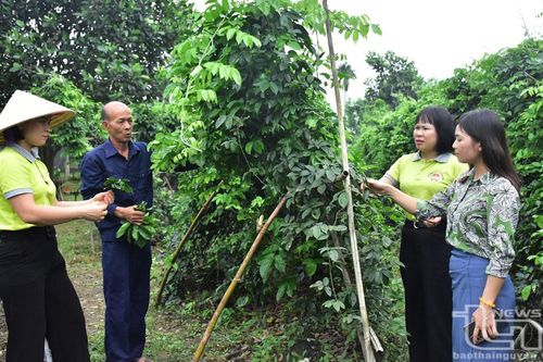 Nuôi hươu kết hợp trồng sâm nam cho hiệu quả cao