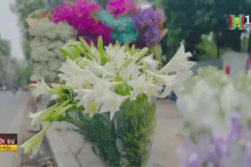 Hoa loa kèn tinh khôi gọi hè về giữa phố