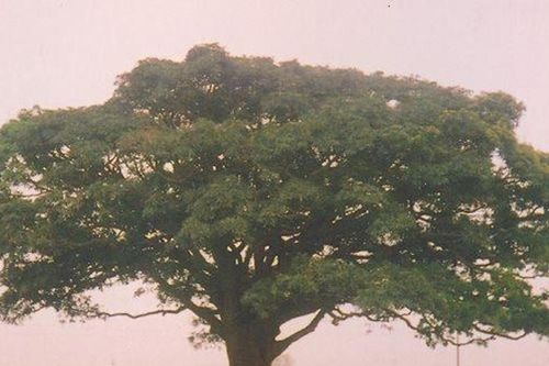 Bóng cây và khoảng trời