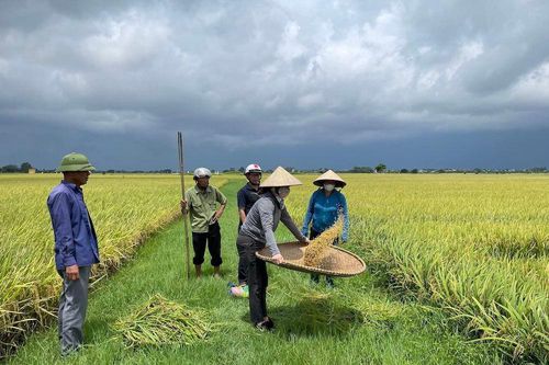 Nông dân Hải Phòng đẩy mạnh phát triển lúa hữu cơ
