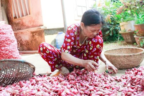 Quảng Ngãi bước vào mùa thu hoạch rộ hành tím