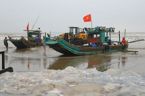 Ra khơi khai thác sứa biển
