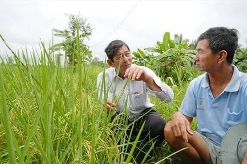 Thông tin chưa chính xác về gạo ST24, ST25 xuất sang châu Âu