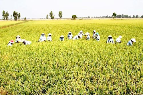 Đề xuất tăng mức hỗ trợ để giữ đất lúa
