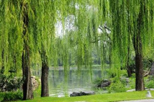 Cách cảm thụ một câu thơ hay